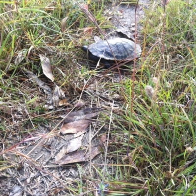 Chelodina longicollis (Eastern Long-necked Turtle) at Goorooyarroo NR (ACT) - 16 Dec 2012 by ibaird