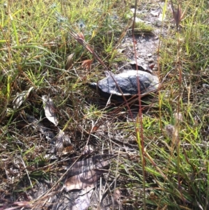 Chelodina longicollis at Goorooyarroo NR (ACT) - 16 Dec 2012