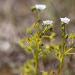 Drosera gunniana (Pale Sundew) at Murrumbateman, NSW - 8 Oct 2016 by SallyandPeter