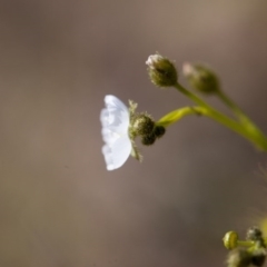 Drosera gunniana at Murrumbateman, NSW - 8 Oct 2016