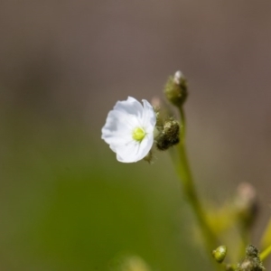 Drosera gunniana at Murrumbateman, NSW - 8 Oct 2016