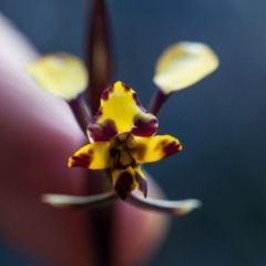 Diuris pardina (Leopard Doubletail) at Murrumbateman, NSW - 8 Oct 2016 by SallyandPeter