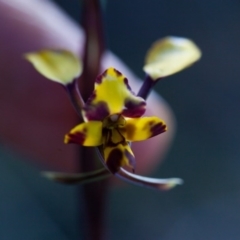 Diuris pardina at Murrumbateman, NSW - 8 Oct 2016