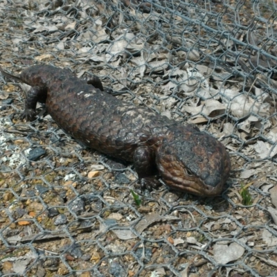 Tiliqua rugosa (Shingleback Lizard) at Mulligans Flat - 7 Oct 2016 by GarethQ