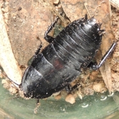 Platyzosteria melanaria at Conder, ACT - 8 Oct 2016