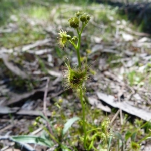 Drosera gunniana at Kambah, ACT - 2 Oct 2016