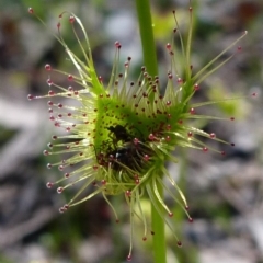 Drosera gunniana at Kambah, ACT - 2 Oct 2016