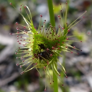 Drosera gunniana at Kambah, ACT - 2 Oct 2016 12:13 PM