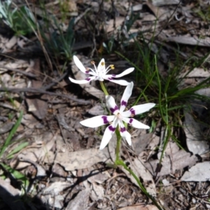 Wurmbea dioica subsp. dioica at Kambah, ACT - 2 Oct 2016
