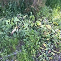 Echium plantagineum at Watson, ACT - 8 Oct 2016