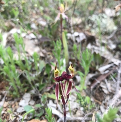 Caladenia actensis (Canberra Spider Orchid) at Majura, ACT - 8 Oct 2016 by AaronClausen