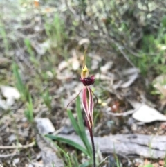 Caladenia actensis at suppressed - suppressed