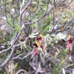 Caladenia actensis at suppressed - suppressed