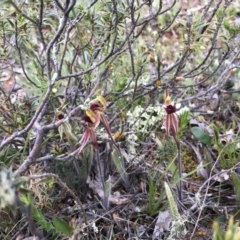 Caladenia actensis at suppressed - 8 Oct 2016