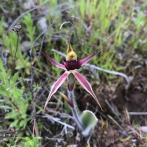 Caladenia actensis at suppressed - suppressed