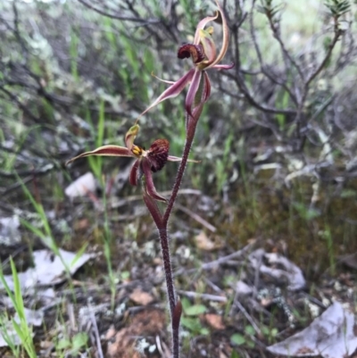 Caladenia actensis (Canberra Spider Orchid) at Majura, ACT - 8 Oct 2016 by AaronClausen