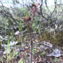 Caladenia actensis at suppressed - 8 Oct 2016