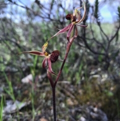 Caladenia actensis at suppressed - suppressed