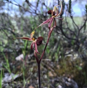 Caladenia actensis at suppressed - suppressed