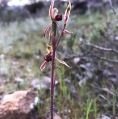 Caladenia actensis at suppressed - 8 Oct 2016