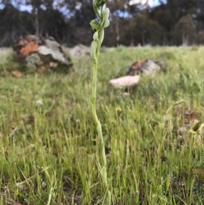Hymenochilus bicolor (ACT) = Pterostylis bicolor (NSW) (Black-tip Greenhood) at Majura, ACT - 8 Oct 2016 by AaronClausen