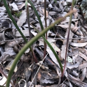 Thelymitra sp. at Majura, ACT - suppressed