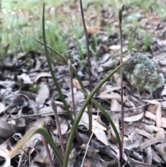 Thelymitra sp. at Majura, ACT - suppressed