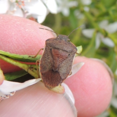 Dictyotus caenosus (Brown Shield Bug) at Conder, ACT - 8 Oct 2016 by michaelb