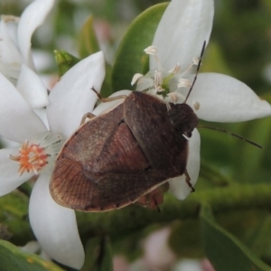 Dictyotus caenosus at Conder, ACT - 8 Oct 2016 01:29 PM