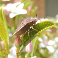 Dictyotus caenosus at Conder, ACT - 8 Oct 2016 01:29 PM