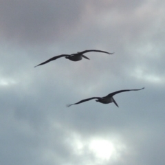 Pelecanus conspicillatus at Parkes, ACT - 17 Sep 2016