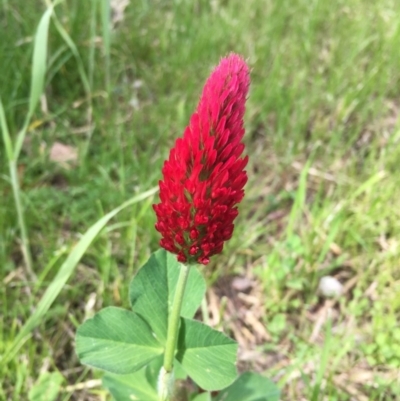 Trifolium incarnatum (Crimson Clover) at Garran, ACT - 8 Oct 2016 by Speedsta