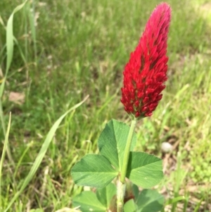 Trifolium incarnatum at Garran, ACT - 8 Oct 2016 09:14 AM