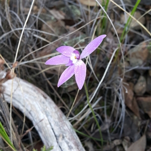 Glossodia major at Point 5805 - 9 Oct 2016