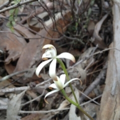 Caladenia ustulata (Brown Caps) at Black Mountain - 8 Oct 2016 by annam