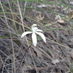 Caladenia ustulata (Brown Caps) at Point 5820 - 8 Oct 2016 by annam