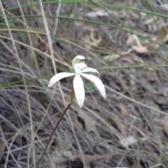 Caladenia ustulata (Brown Caps) at Black Mountain - 8 Oct 2016 by annam