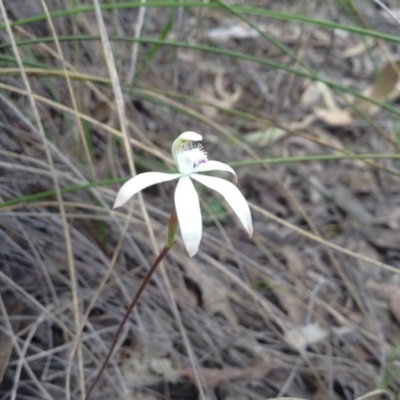 Caladenia ustulata (Brown Caps) at Point 5820 - 8 Oct 2016 by annam
