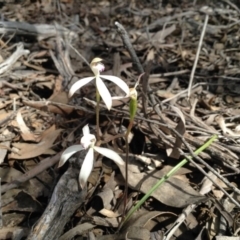 Caladenia ustulata (Brown Caps) at Point 5820 - 8 Oct 2016 by annam