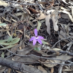 Glossodia major (Wax Lip Orchid) at Acton, ACT - 8 Oct 2016 by annam