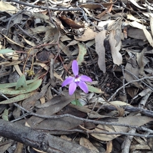 Glossodia major at Point 5820 - 8 Oct 2016