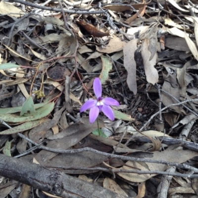 Glossodia major (Wax Lip Orchid) at Black Mountain - 8 Oct 2016 by annam