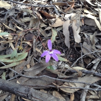 Glossodia major (Wax Lip Orchid) at Point 5820 - 8 Oct 2016 by annam