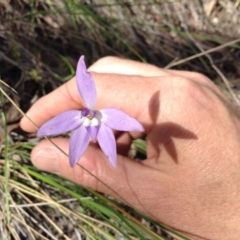 Glossodia major (Wax Lip Orchid) at Black Mountain - 8 Oct 2016 by annam