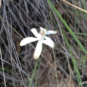 Caladenia ustulata at Point 5820 - 8 Oct 2016