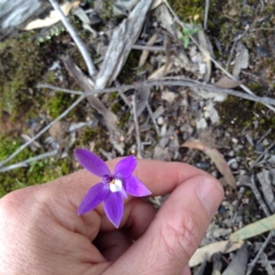 Glossodia major (Wax Lip Orchid) at Black Mountain - 8 Oct 2016 by annam