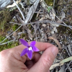 Glossodia major (Wax Lip Orchid) at Point 5820 - 8 Oct 2016 by annam