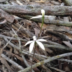 Caladenia ustulata (Brown Caps) at Point 5820 - 8 Oct 2016 by annam