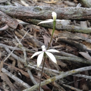 Caladenia ustulata at Point 5820 - 8 Oct 2016