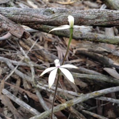 Caladenia ustulata (Brown Caps) at Point 5820 - 8 Oct 2016 by annam